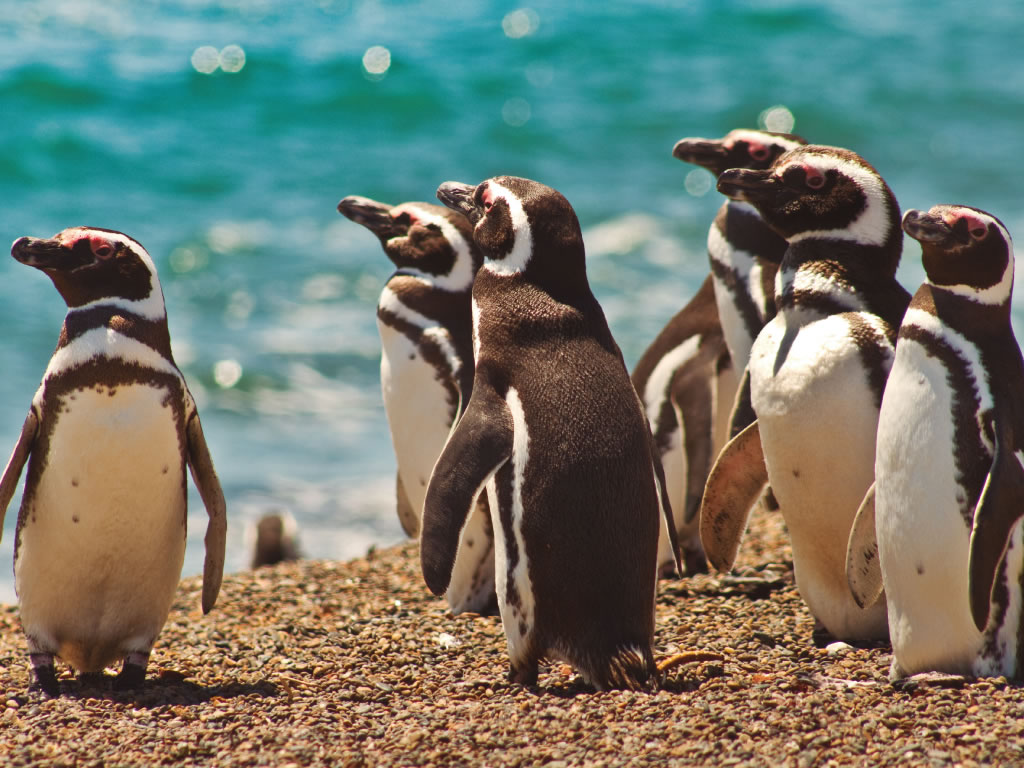Chubut Puerto Madryn Peninsula Valdes Pinguinera Pinguinos