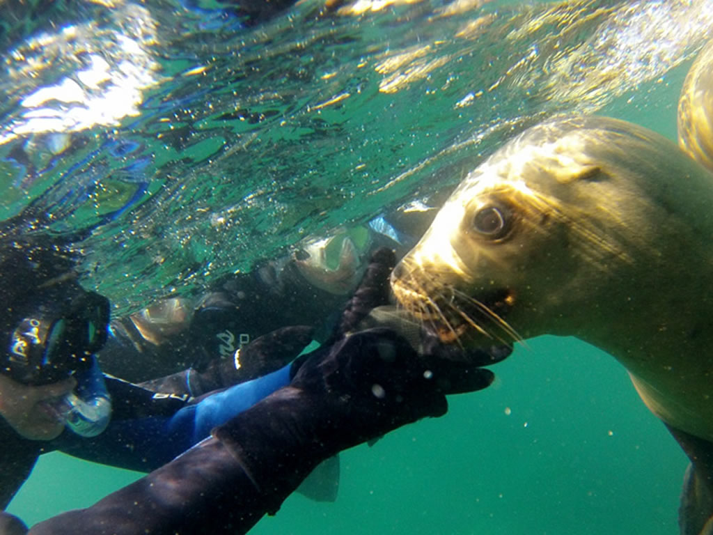 Chubut Puerto Madryn Snorkeling con lobos